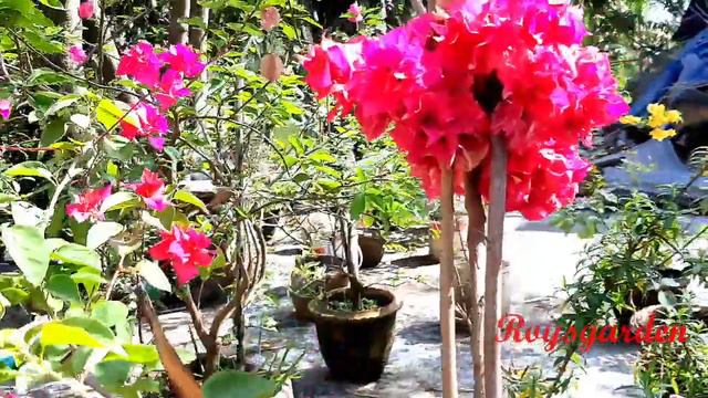 Bougainvillea blooming 5 varieties this April смотреть онлайн