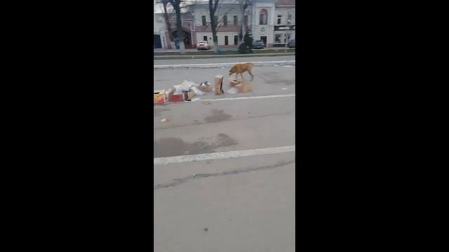 Свалка на главной площади Энгельса смотреть онлайн