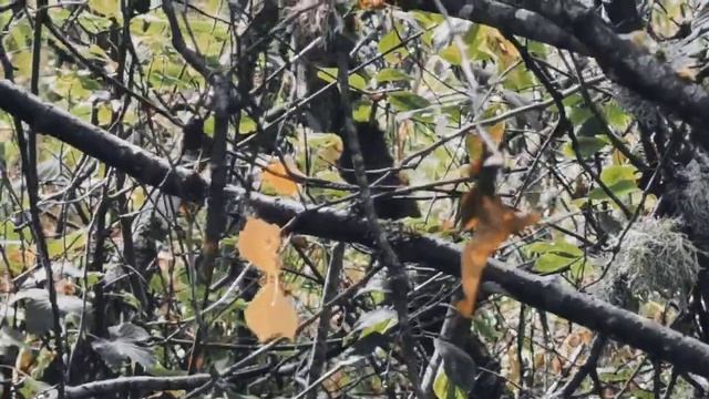 VID 20220920 144754 Оттепель- баба- хозяйка...1914 (Н. Клюев)...Павел Васильев Лахтинский смотреть онлайн