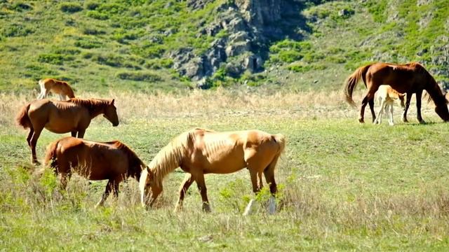 Nature's motorcycle can sleep standing up? | 10 COOL HORSE FACTS смотреть онлайн