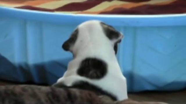 English Bulldog puppies at 4 weeks old смотреть онлайн