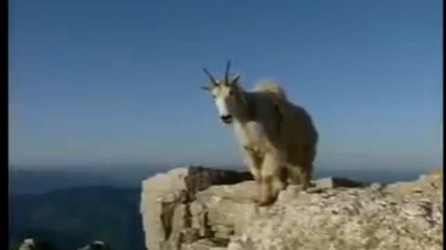D4K: Mountain Goats смотреть онлайн