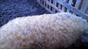 Размер свиньи породы Венгерская Пуховая Мангалица! \ Вовкин Двор!