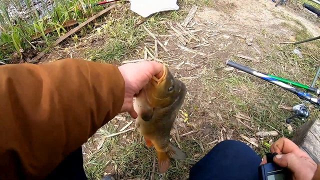 Карп,карась на ЧЕСНОК. Рыбалка в калужской и московской области. смотреть онлайн