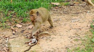 Real action of poor baby Daniela dead, Big monkey bits baby Daniela till dead