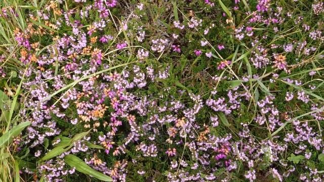 Northern Ireland.Giant's Causeway.Северная Ирландия.Антрим.Мостовая Гигантов
