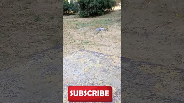 Какой букет!!! смотреть онлайн