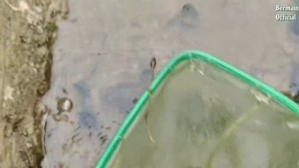 Find Koi Fish, Ornamental Fish, Chef Fish, Starfish, Sharks, Saw Fish, Crocodiles, Part159