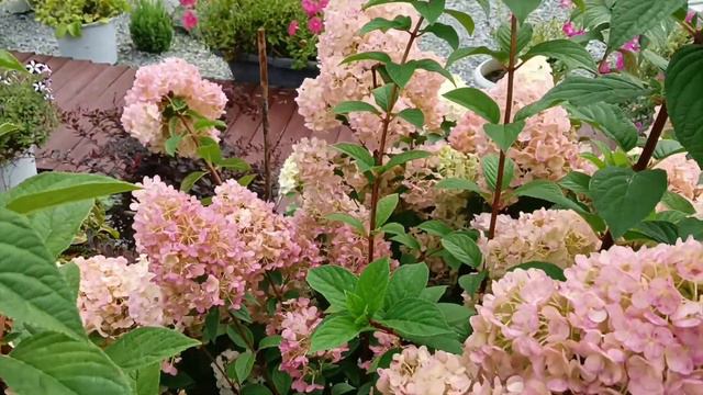 ПОСЛЕДНИЕ выходные лета/ Подъём ВОДЫ в р.АМУР! смотреть онлайн