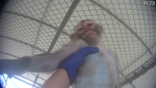 Loretta's Story: This Is Why Experiments on Primates Must End смотреть онлайн