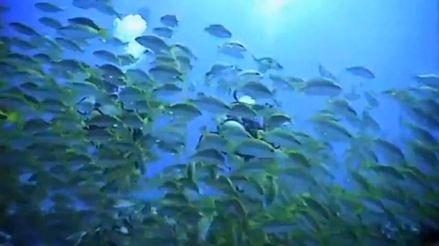 Happy Relax Music ★︎ Calming Misic at Seychelles ★︎ Cup of Coffee Meditation смотреть онлайн