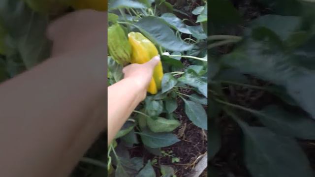 Теплица в конце августа , и её летающая охрана🐝🐝🐝 смотреть онлайн