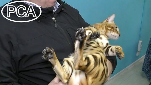 Бенгальский кот. Участник выставки кошек PCA on-line. смотреть онлайн