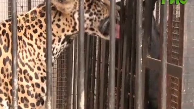 В Самарском зоопарке родился южноафриканский ягуар смотреть онлайн