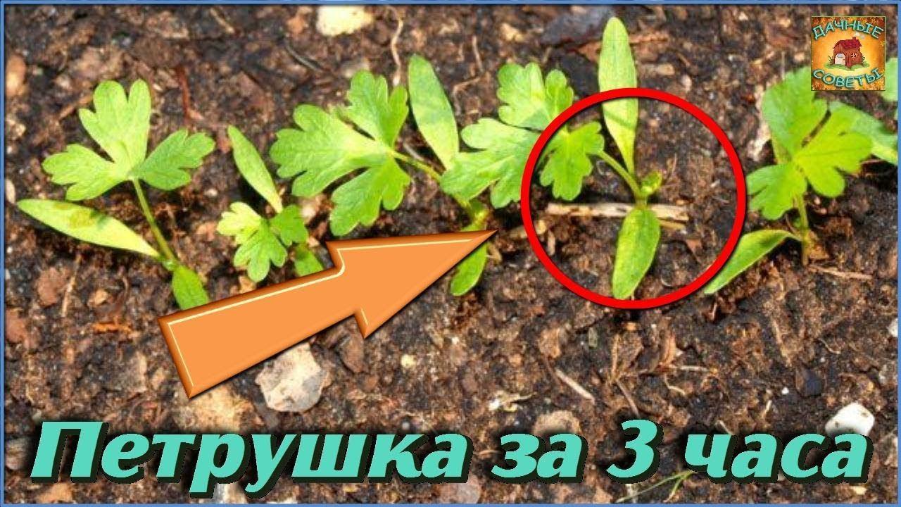 Мой эксперимент Проращивание петрушки за 3 часа! Неужели этот способ работает Советы бывалых смотреть онлайн