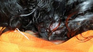 Роды у собаки. Русский спаниель. Рождение щенков.