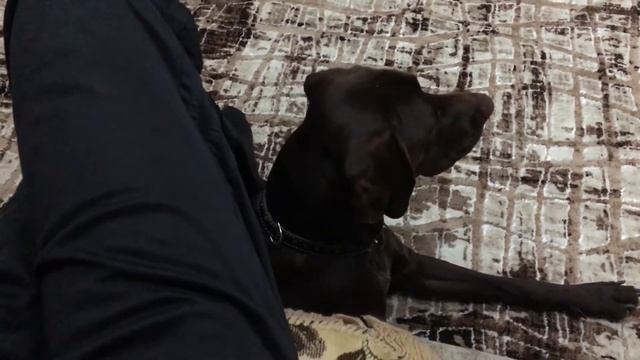 Курцхаар против кота. смотреть онлайн