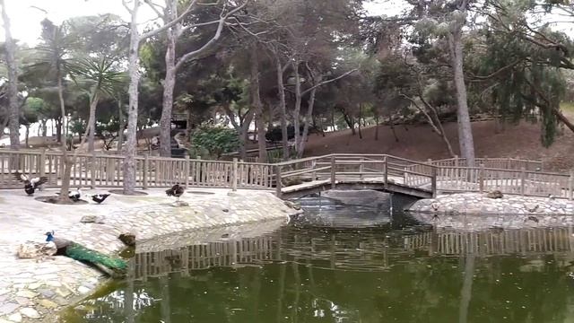 #ТаксаTravel и Павлины в парке Reina Sofia. Гуардамар-дель-Сегура. смотреть онлайн