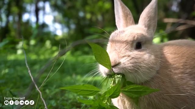 Музыка для души ? Мягкая музыка успокаивает нервную систему и восстанавливает здоровье #194 смотреть онлайн