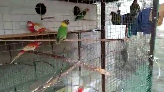 Разведение розелла попугайчики смотреть онлайн