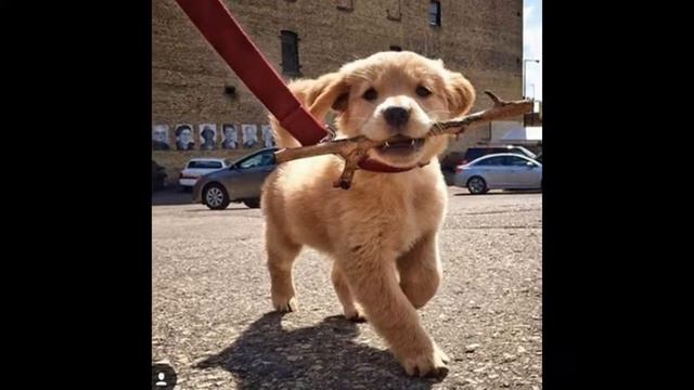 Собачки смотреть онлайн