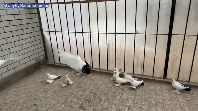 40 лет держит эту Красоту / Голуби Ставропольского Края смотреть онлайн