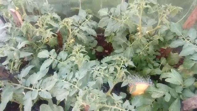 АГРИКОЛА - подкормка БАКЛАЖАНОВ, ПЕРЦЕВ И ТОМАТОВ! смотреть онлайн