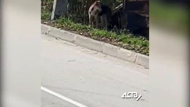 Стая собак напала на ребёнка в Южно-Сахалинске смотреть онлайн