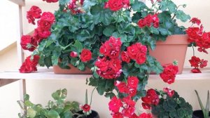 Пеларгонии. Сколько растений сажать в один горшок?