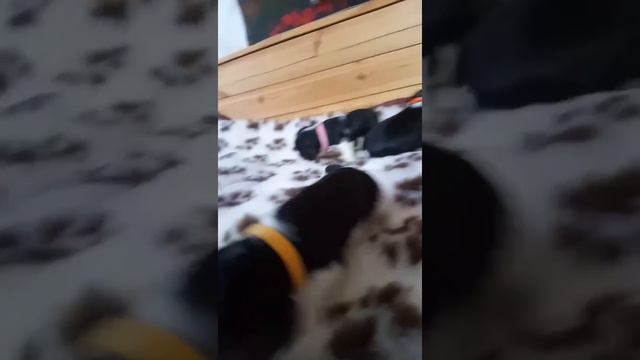 Щенки кавалер кинг Чарльз спаниель смотреть онлайн