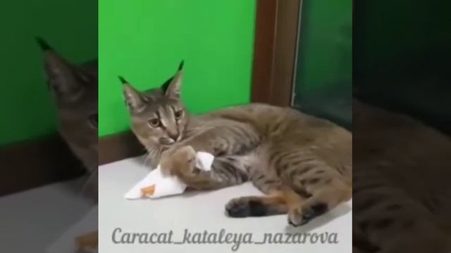 Котёнок каракет ф1 Вега Каталея смотреть онлайн