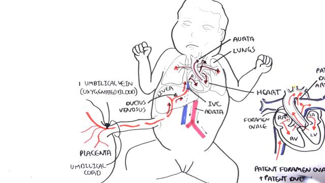 Foetal (Fetal) Circulation