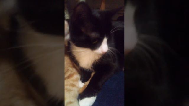 Хана и Бонита моют друг друга 😻😻😻😻🥰🥰🥰🥰 смотреть онлайн