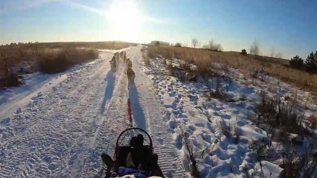 Навстречу солнцу на хаски! смотреть онлайн