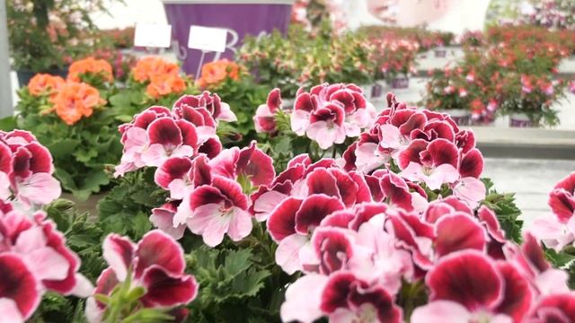 Pelargonium Grandiflorum Elegance Jeanette - Geranium With Flowers In Spectacular Colours