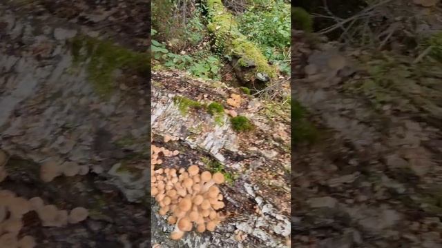 Опята 2023 смотреть онлайн