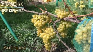 Виноград Беларуси . Лидчина . Сорт винограда - Антошка.