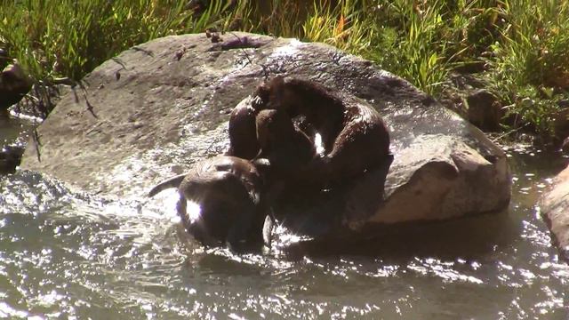 Otters Group Behavior. Групповое поведение, выдра (770sp) смотреть онлайн