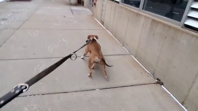 looking through this old phone I figured I'd share a couple of these videos with you all смотреть онлайн