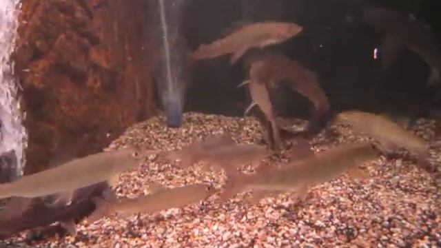 Хариус, Ленок, Таймень в аквариуме 2 смотреть онлайн