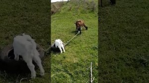 Как привязать козу на пасбище/коза с козлятами на выгуле/устала водить козу на поводке