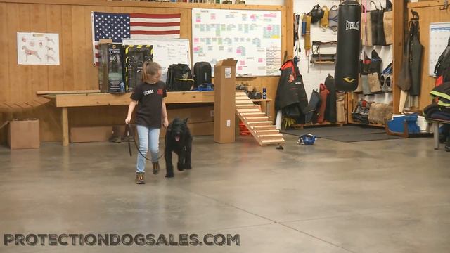 Giant Schnauzer Male 14 Mo's 