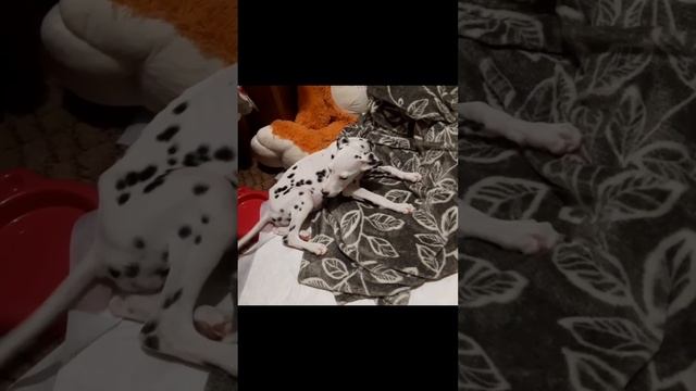 Спасение истощённого щенка далматина! Его оставили погибать в сугробе…