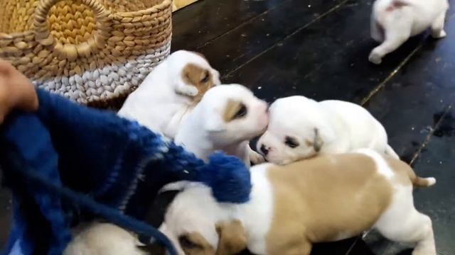 ЩЕНКИ АМЕРИКАНСКИЙ БУЛЬДОГ. ПРОГУЛКА 14.10.2020 смотреть онлайн