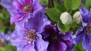 Клематисы для холодного климата Сибири ,Урала и Дальнего востока