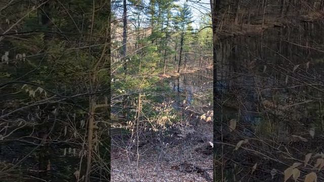 Прогулка по весеннему парку смотреть онлайн