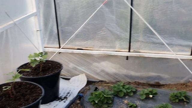 Инжир в горшках в теплице и на улице. смотреть онлайн