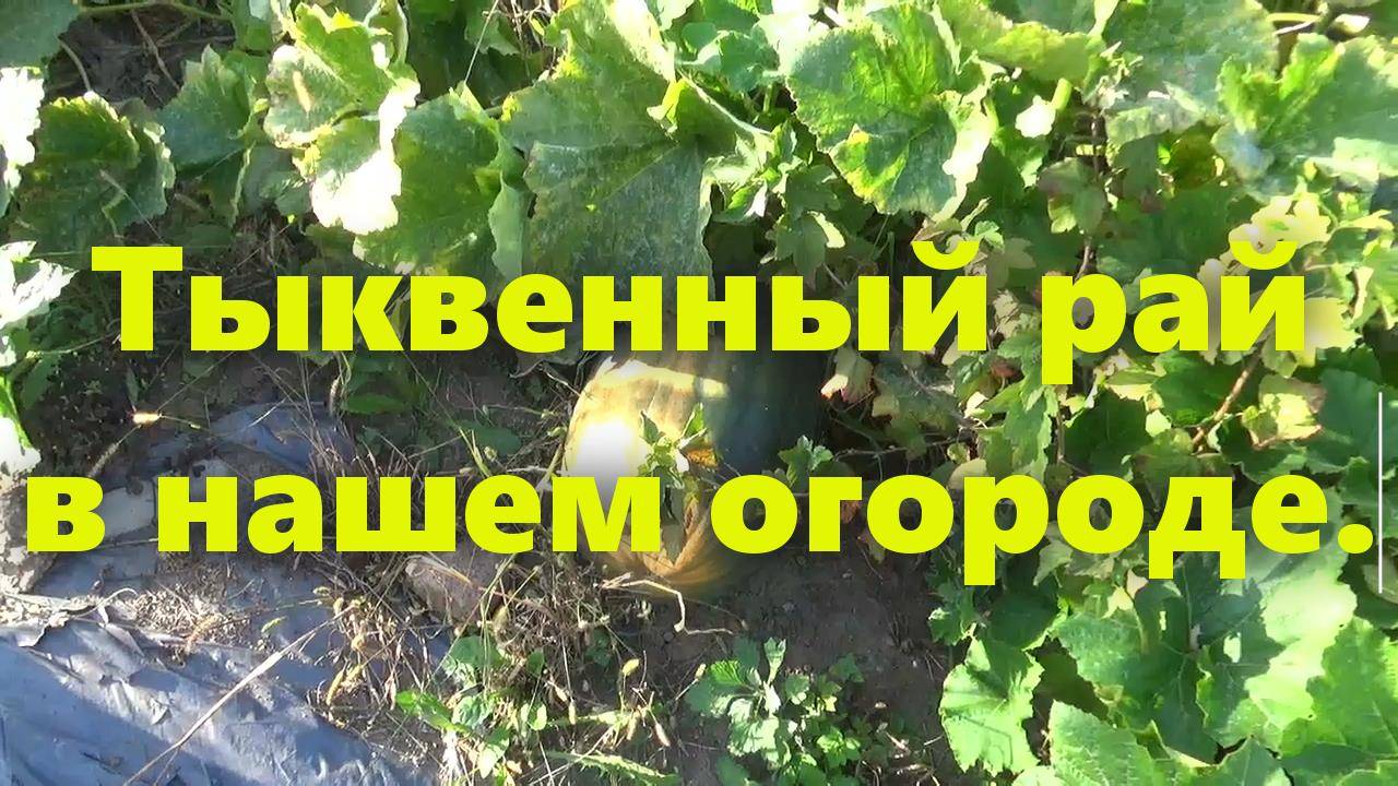 Наш маленький огород своими руками: домашняя тыква дала урожай в огороде. смотреть онлайн