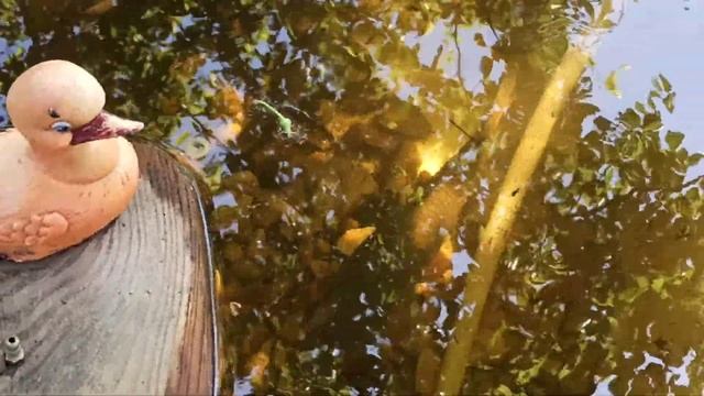 жизнь карпа в дачном водоеме. Четвертые сутки смотреть онлайн