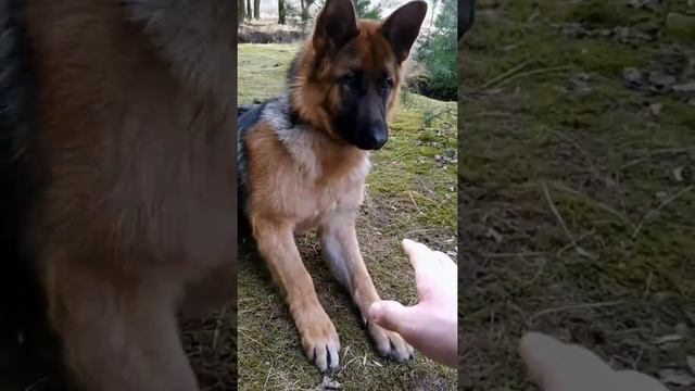 Немецкая овчарка на прогулке смотреть онлайн